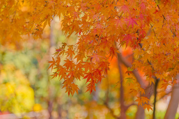 The viewing of colorful Autumn leaves Momiji or Japanese Maples trees
