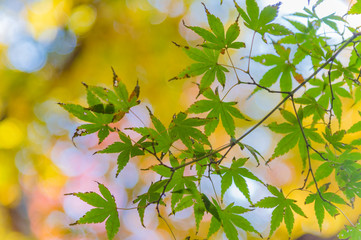 Obraz premium The viewing of colorful Autumn leaves Momiji or Japanese Maples trees