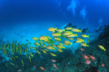 Naklejka na ściany i meble Scuba dive coral reef underwater
