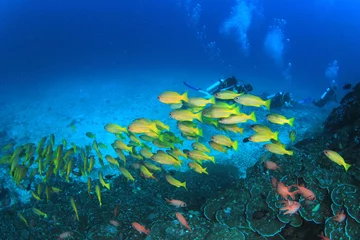 Crédence de cuisine en verre imprimé Plonger Scuba dive coral reef underwater