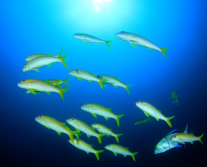 Naklejka premium Underwater coral reef and fish