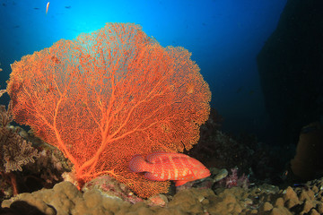 Underwater coral reef and fish