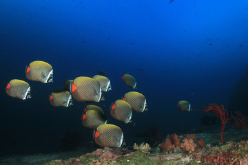 Obraz na płótnie Canvas Underwater coral reef and fish