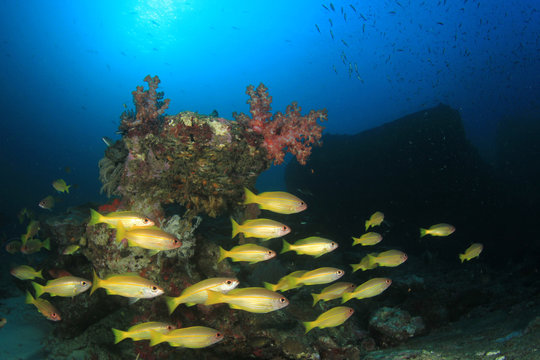 Fototapeta Underwater coral reef and fish