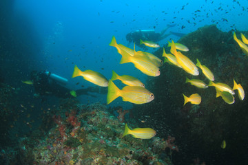 Fototapeta na wymiar Scuba dive coral reef underwater