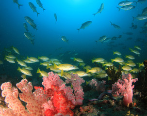 Underwater coral reef and fish