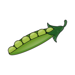 Peas fresh vegetable