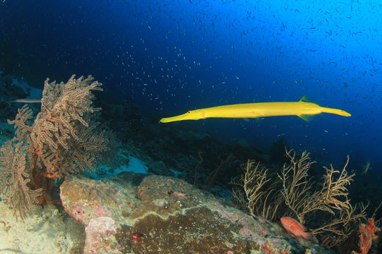 Fototapeta Underwater coral reef and fish