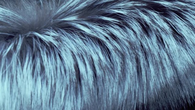 Beautiful silver fox fur blowing on the wind, close up macro shot of animal hair, slow motion.