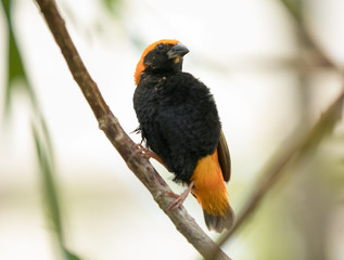 Yellow zanzibar bishop weaver male perched in a tree