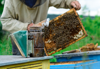 Beekeeper holding a honeycomb full of bees. Beekeeper in protective workwear inspecting honeycomb frame at apiary. Beekeeping concept.