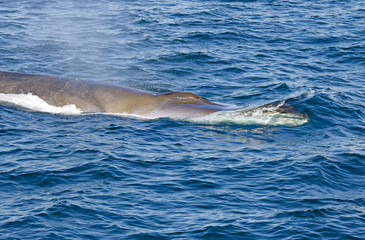 Fototapeta premium Fin Whale right jaw
