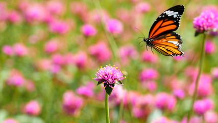 Butterfly on flowers