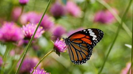 Butterfly on flowers