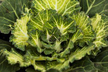 In the outskirts of the floral plants