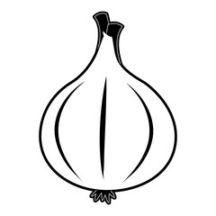 Fresh garlic isolated