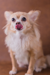 cute brown chihuahua portrait on brown leather background
