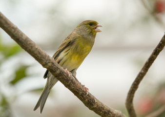 Male yellow canary in a treetop