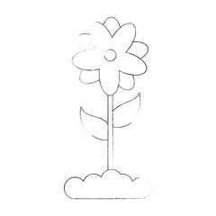 Beautiful flower isolated