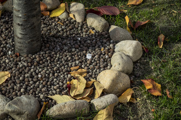 And yellow leaves before winter
