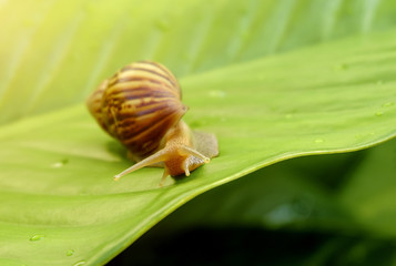 Curious snail in the garden on green leaf