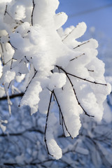 Snowy tree branches after rare snowstorm in Atlanta, Georgia