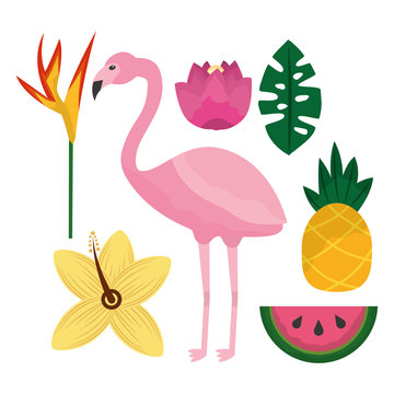 tropical flamengo hibiscus pineapple watermelon bird of paradise leaves vector illustration