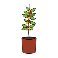Coffee plant in vase