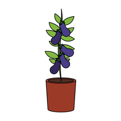 Eggplant plant in vase