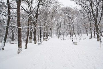 Fototapeta na wymiar Alley of winter park, snowy day