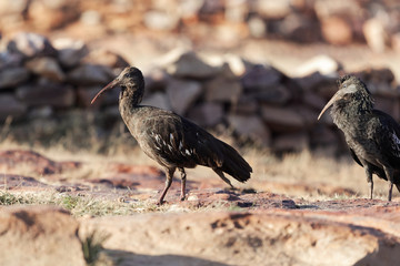 Wattled Ibis (Bostrychia carunculata)