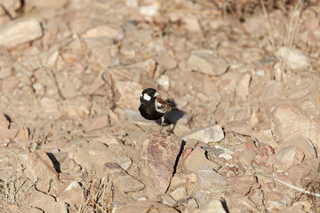 Chestnut backed sparrowlark (Eremopterix leucotis)