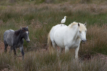 Adult and Young Camargue Horses with Cattle Egret riding on the white adult horse's back. They are walking through a grassy field.