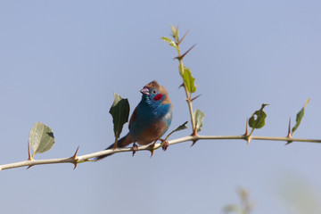 Red cheeked Cordonbleu (Uraeginthus bengalus)