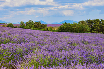 Landscape of Provence with lavender