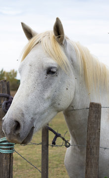 Close Up of a White Camargue horse standing at a barbed wire fence. He is shown in profile with his head facing left.