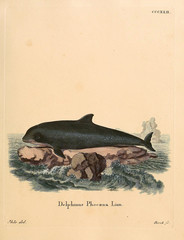 Illustration of marine mammal. © ruskpp