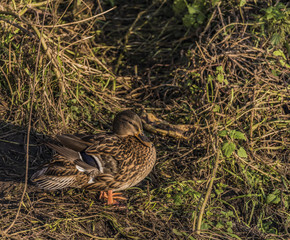 Ducks near river Bilina in winter sunn day