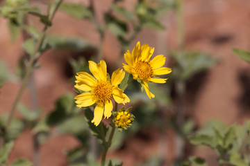 Fototapeta premium Ramtilla plant (Guizotia scabra)