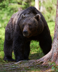 Fototapeta premium Male brown bear (Ursus arctos) in the forest