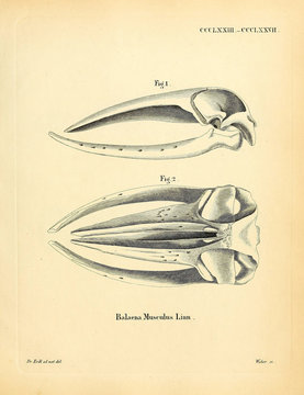 Illustration Of Marine Mammals. Skeleton