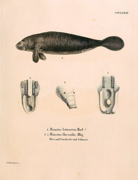Illustration of marine mammal.