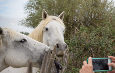 Fototapeta premium White Horses Posing for the Picture that is being taken with a smart phone. Trees are in the background. Only the photographer's hands are seen.