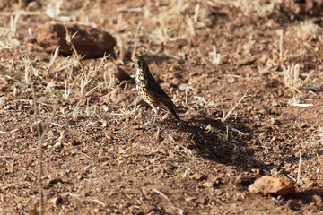 Groundscraper Thrush (Psophocichla litsitsirupa) on a field