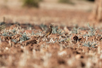 Groundscraper Thrush (Psophocichla litsitsirupa) on a field