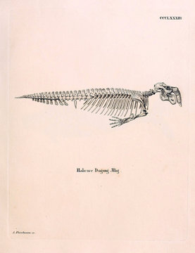 Illustration Of Marine Mammals. Skeleton