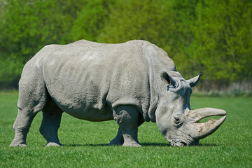 Obraz premium White rhinoceros (Ceratotherium simum)