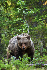 Fototapeta premium Brown bear (Ursus arctos) in the forest