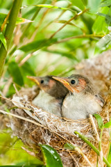oisillons au nid 