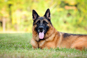 German Shepherd on the green grass